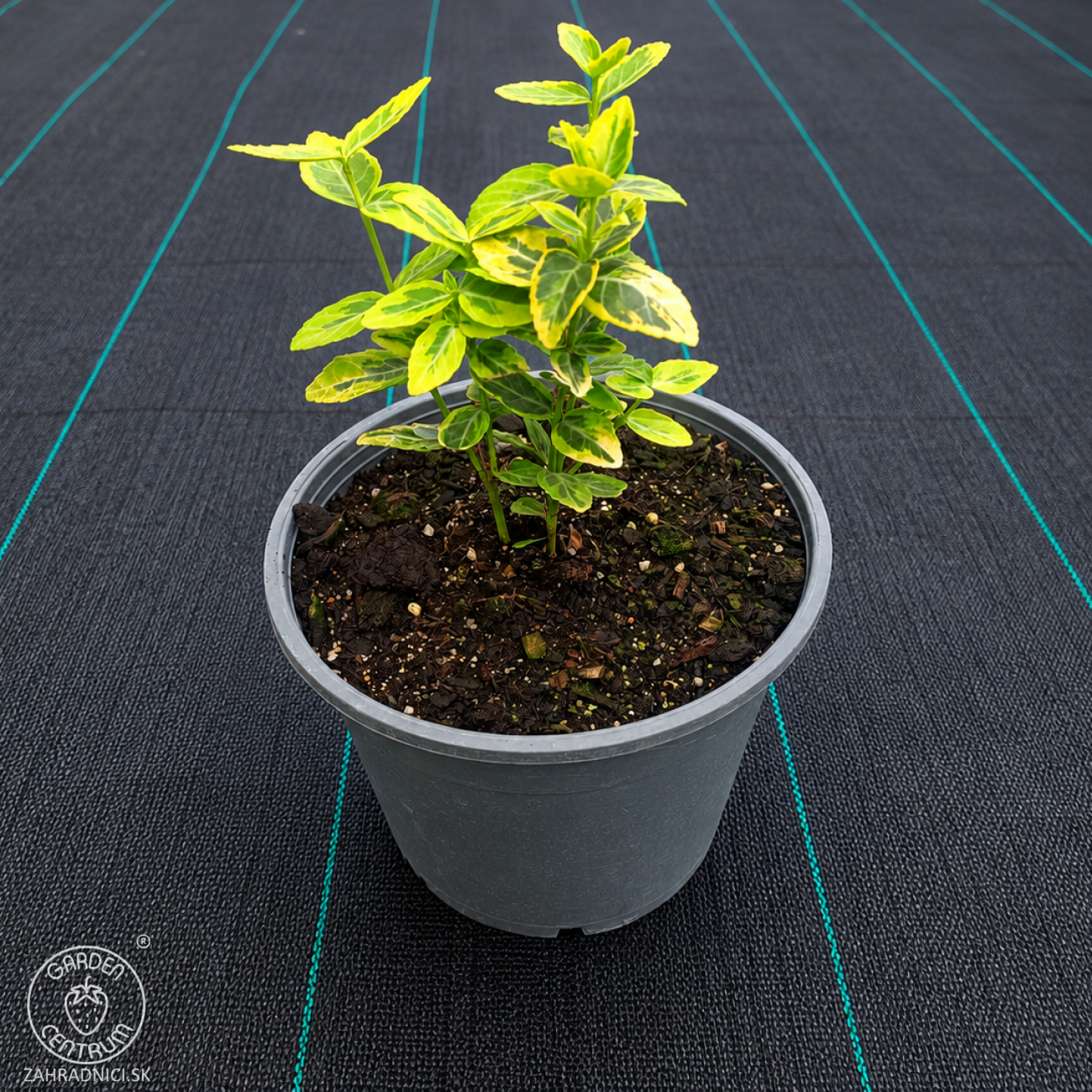 Obrázok Bršlen Fortuneov (Euonymus Fortunei) ´EMERALD´N GOLD´ - výška 10-15 cm, kont. C2L